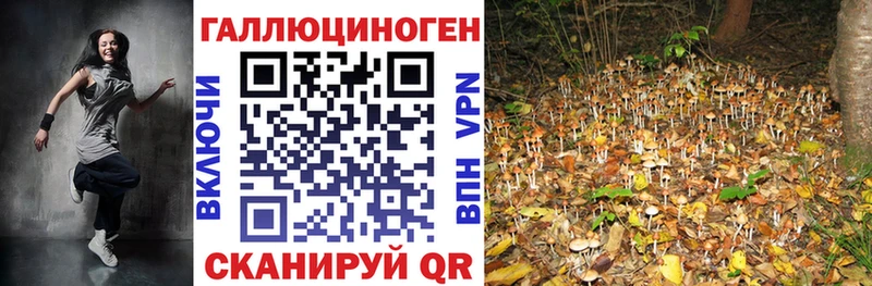 Псилоцибиновые грибы Cubensis  наркота  кракен рабочий сайт  Новодвинск 